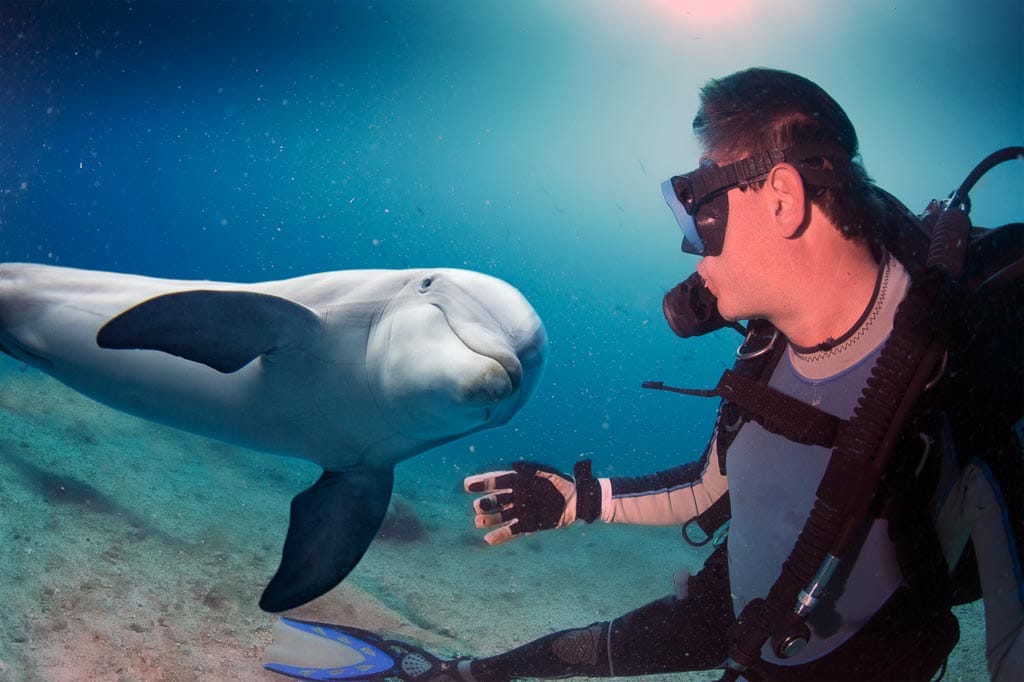 Wo kann man mit Delfinen schwimmen ?