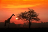 6 – Safari Reisetipps zu Planung