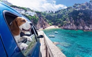 Reisen mit Hunden